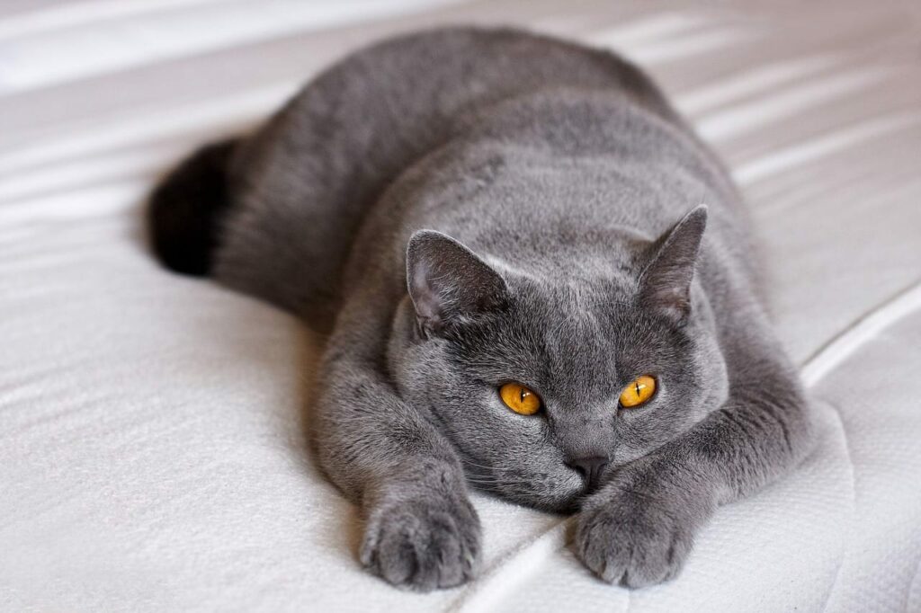 Sobre a saúde do British Shorthair / Longhair