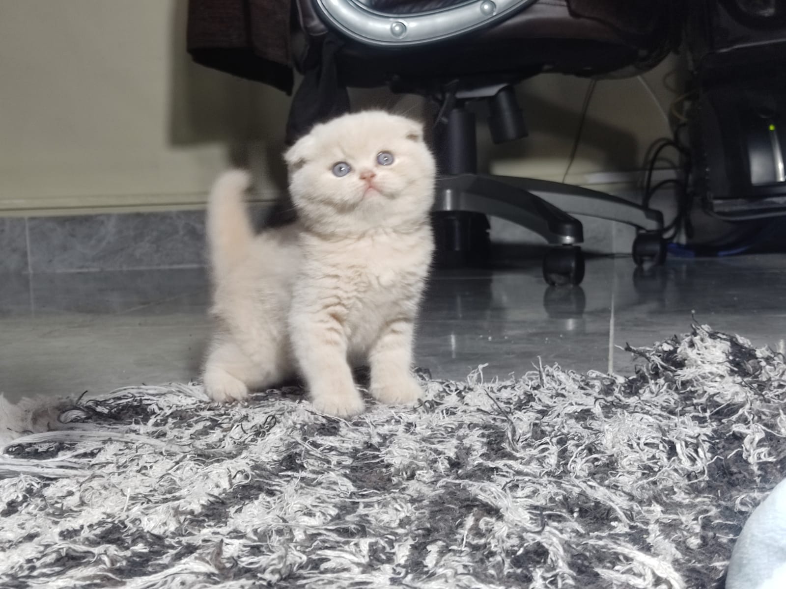 Macho Scottish Fold Creme