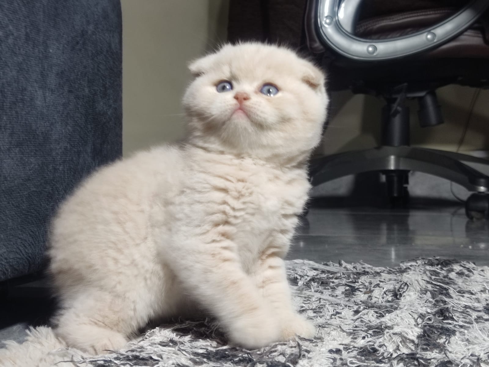 Macho Scottish Fold Creme